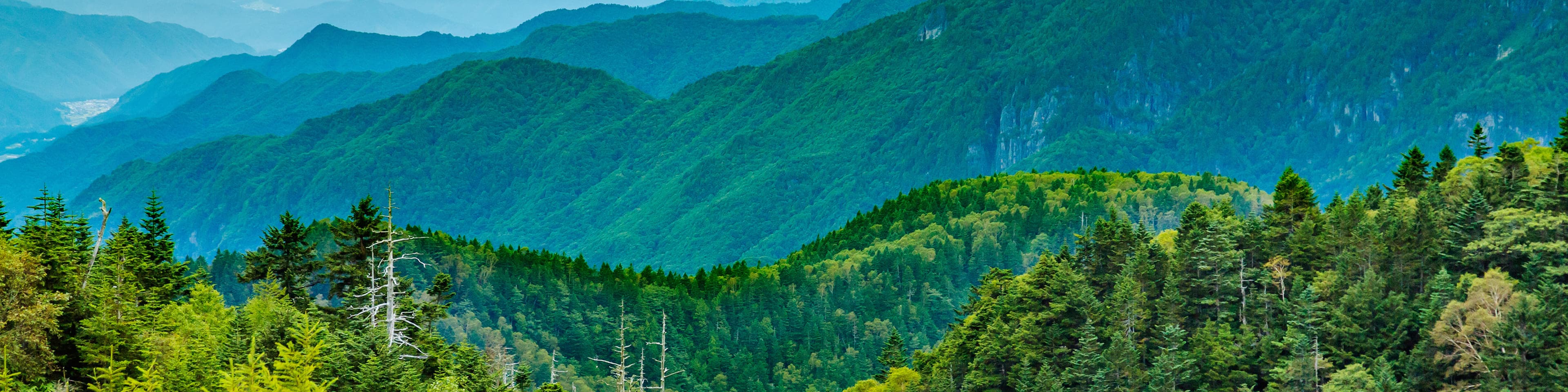 余剰木材を有効活用\n林業の活性化や\n山林の再生を